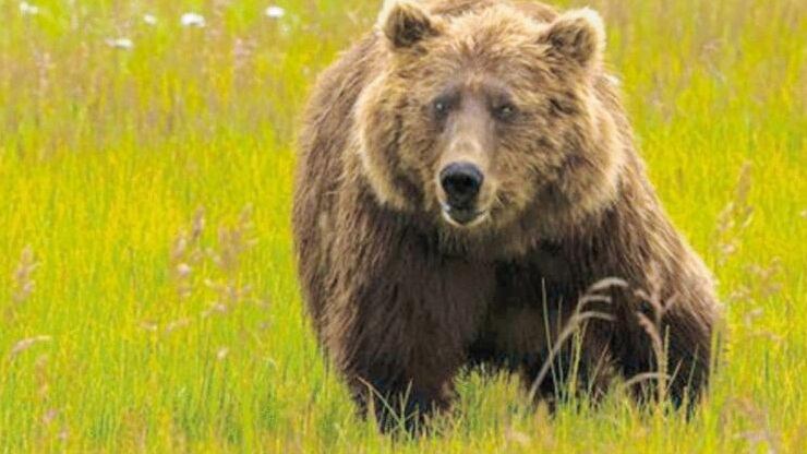 Giù le mani da mamma Daniza. Uomo e orso possono convivere