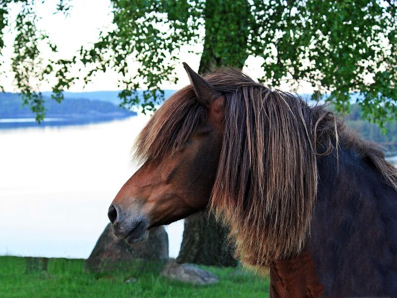 cavallo
