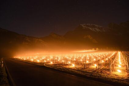In Svizzera le candele "scaldano" l'uva nei campi 3