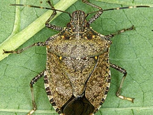 Cimice asiatica, la Xyella del Nord procura 350 milioni di danni