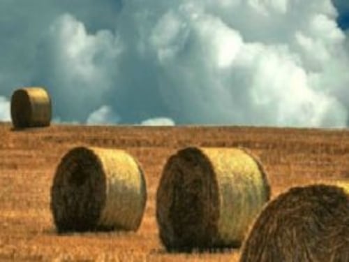 Basilicata, Coldiretti lancia l'allarme: 10milioni di euro di danni per maltempo