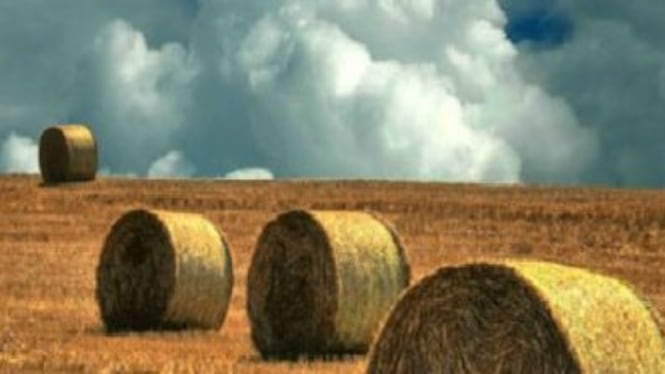 La Bellanova ha la soluzione: "Giovani, tornate a zappare"