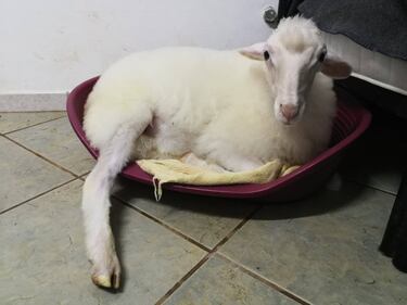 Dal Salento la storia di Torquato: l'agnellino salvato dal macello prima di Pasqua 3