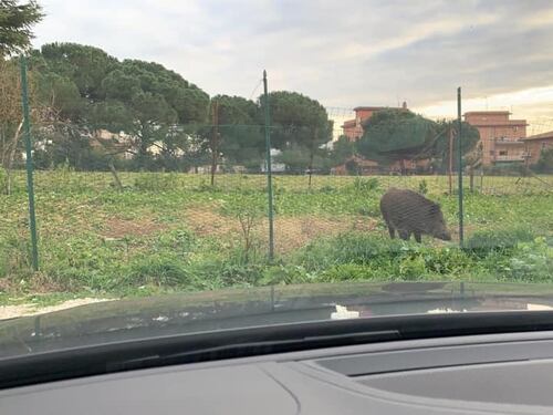 È morto "Ugo" il cinghiale che scorrazzava da giorni per Talenti