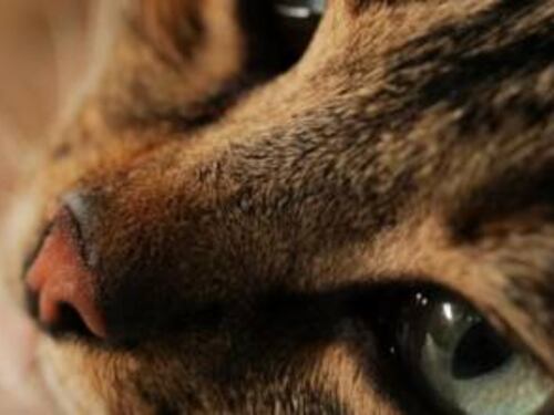 Gatti, il loro potere terapeutico è confermato dalla scienza