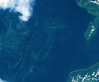 La tempesta di alghe nel Mar Baltico 2