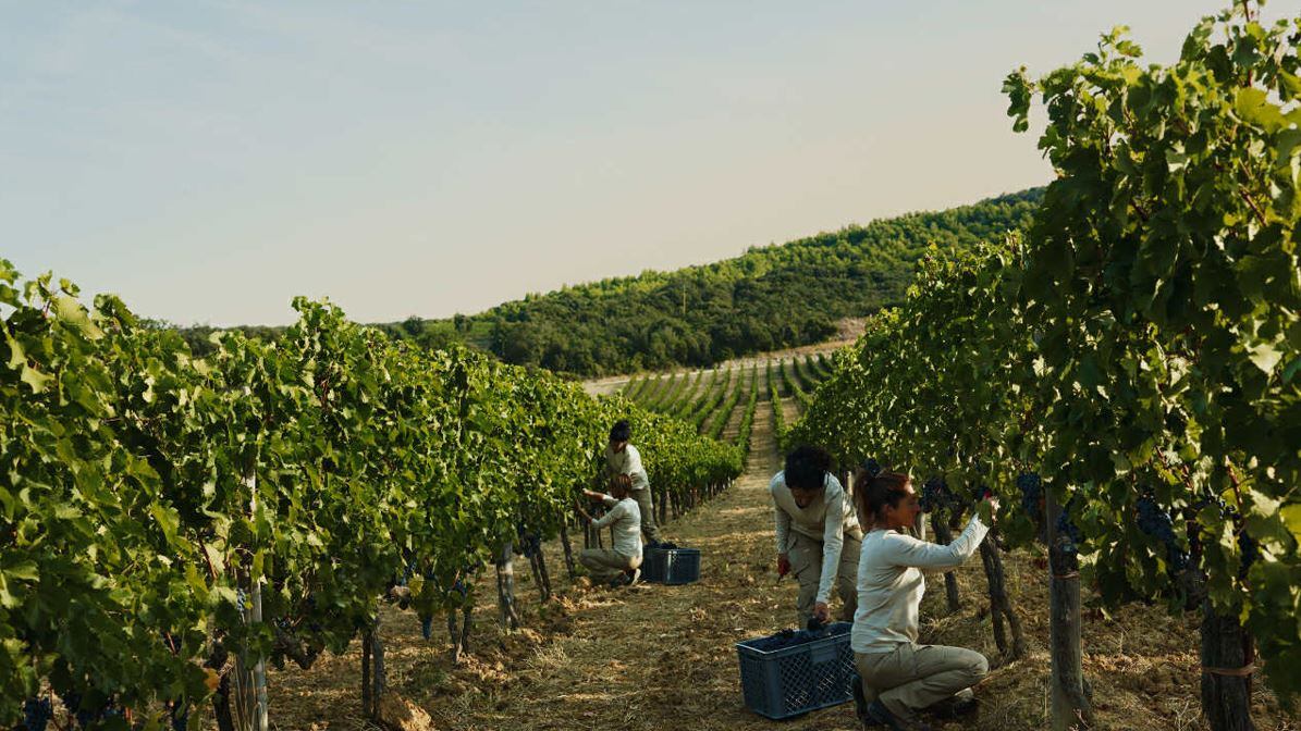 Masseto svela l’annata 2022: eleganza e vigore da un terroir “magico”
