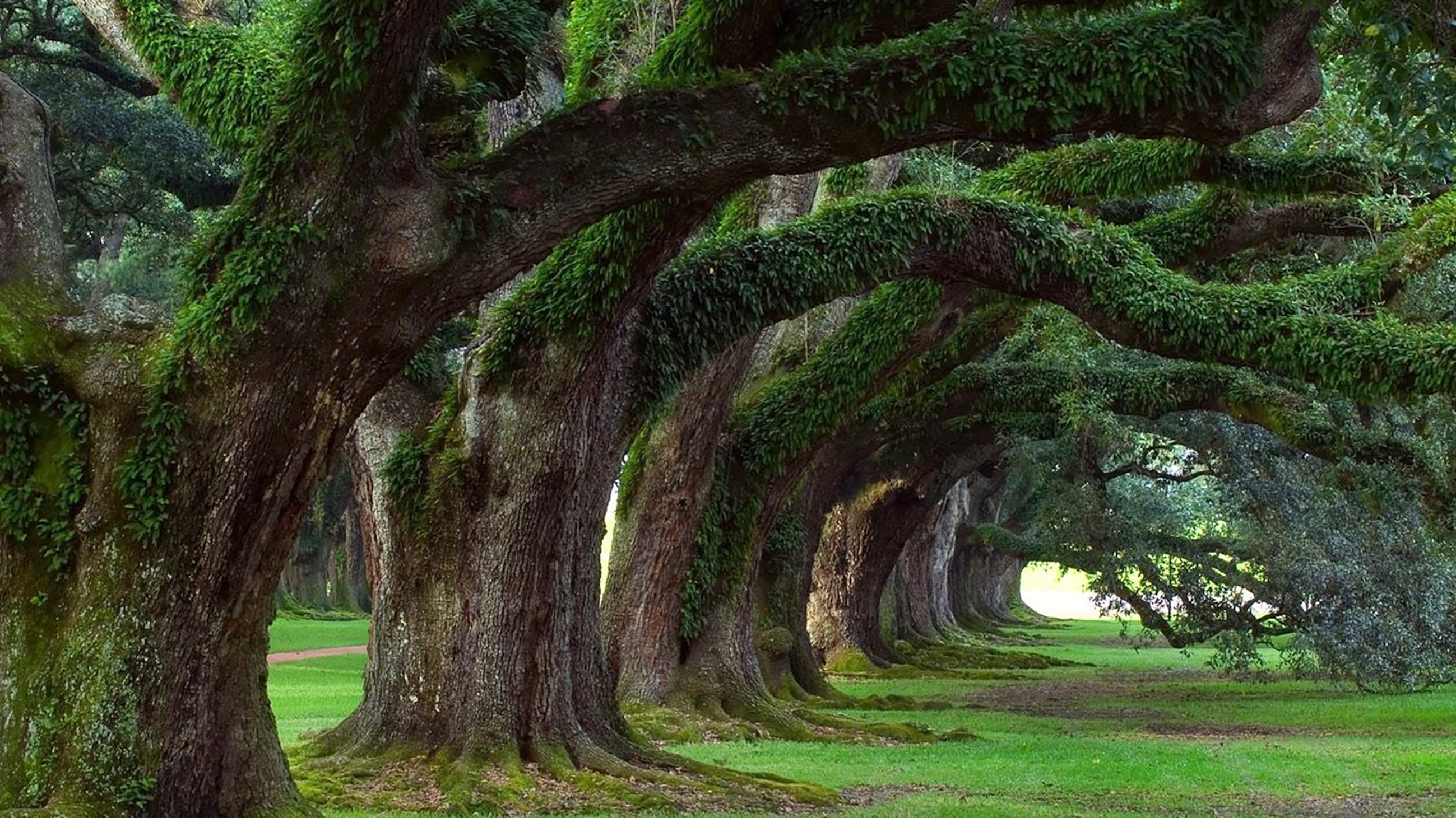 Mi ricordo monumenti verdi