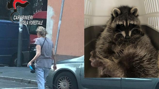 Procione sequestrato, la proprietaria potrà rivederlo