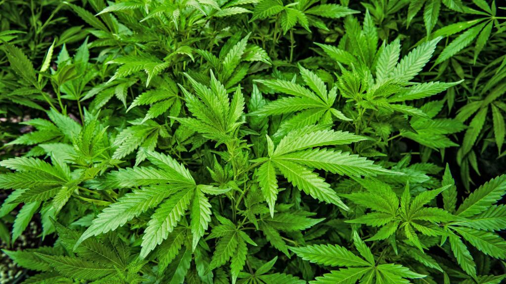 Vive con 51 piante di marijuana in casa, trovato morto asfissiato