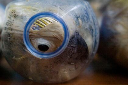 Così esportano i pappagalli dall'Indonesia 1