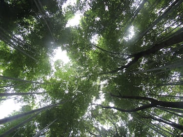 Arashiyama, il fascino invincibile della foresta di bambù 2