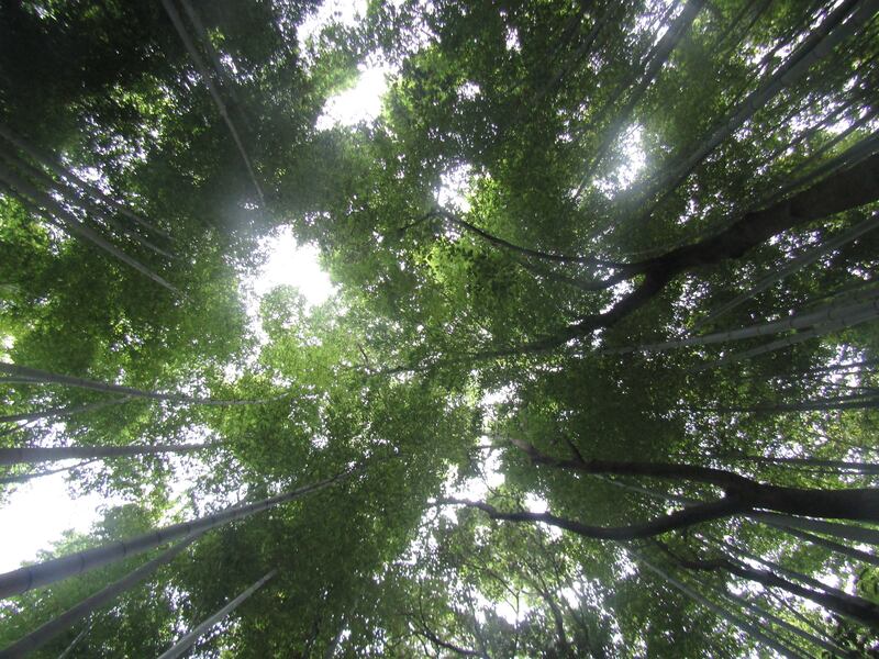 Arashiyama, il fascino invincibile della foresta di bambù 2
