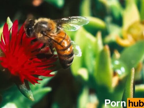 Beesexual, su Pornhub nasce il canale dedicato al sesso delle api