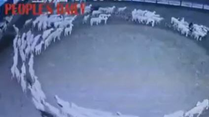 Il mistero delle pecore: "Camminano in cerchio da più di 10 giorni"