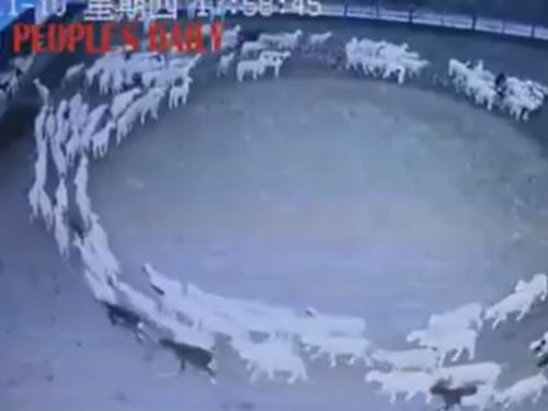 Il mistero delle pecore: "Camminano in cerchio da più di 10 giorni"