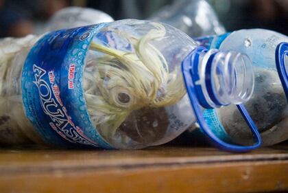 Così esportano i pappagalli dall'Indonesia 6