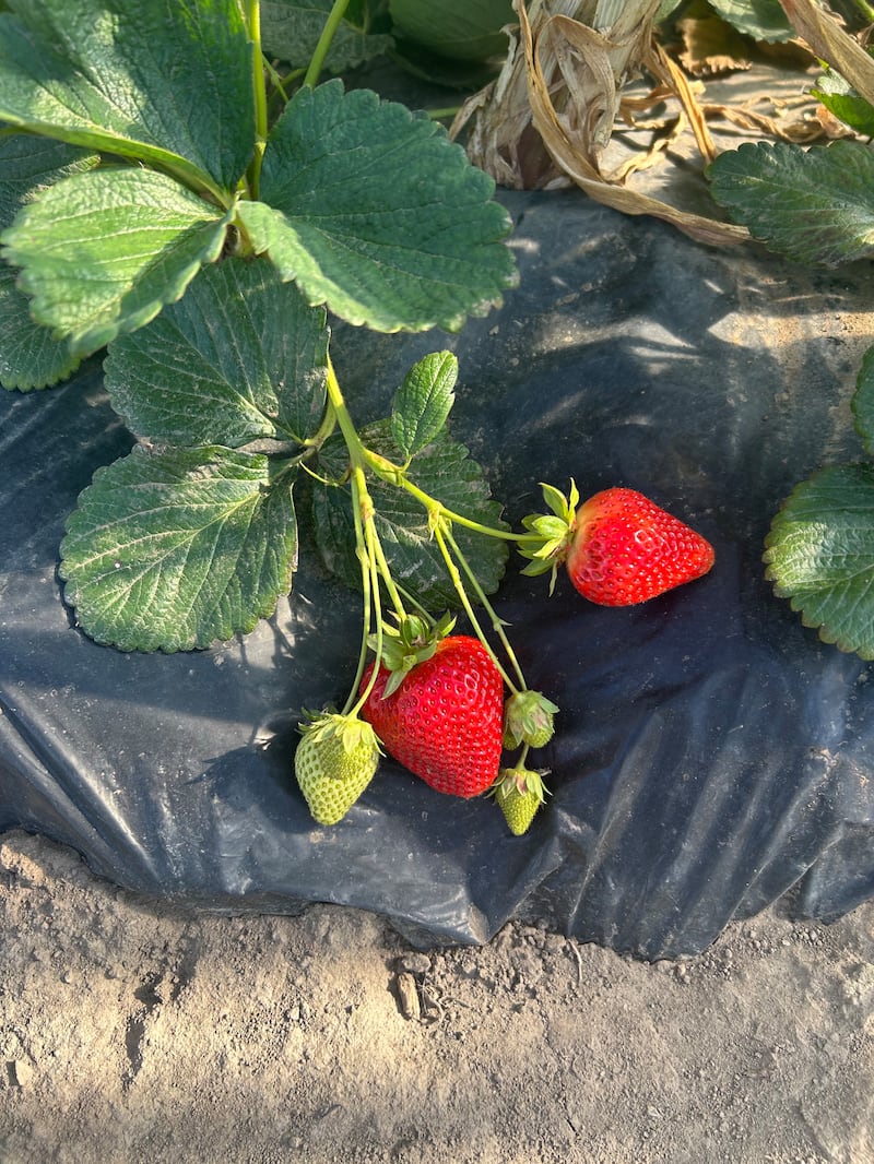 Le fragole di Parete 8