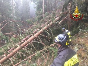 Emergenza meteo: la strage dei boschi in tutta Italia 1