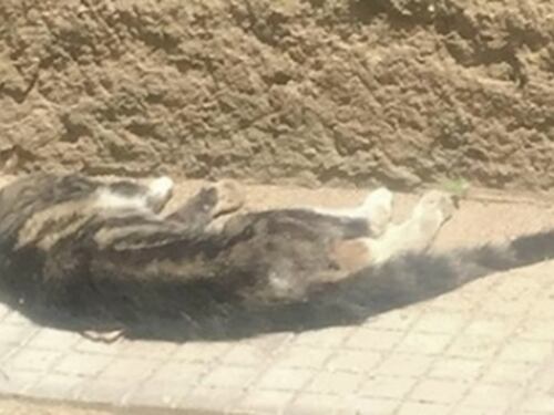 Gatto ucciso a bastonate da un bidello davanti ai bimbi