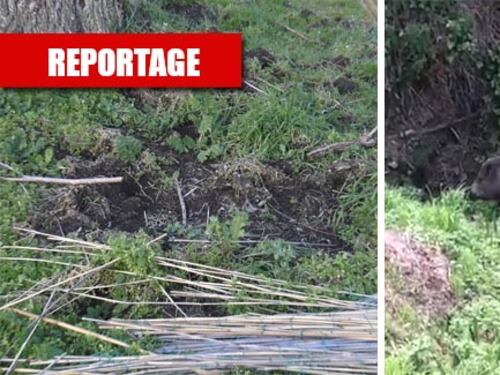 "Città invase di animali selvatici". Ma gli animalisti vogliono abolire la caccia