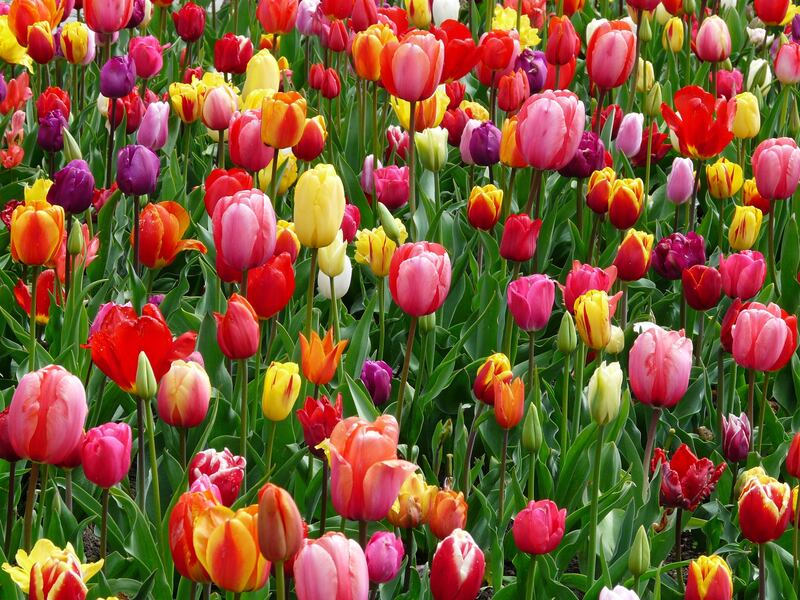 tulipani