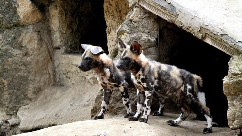 Nati due cuccioli di licaone al Bioparco di Roma 2