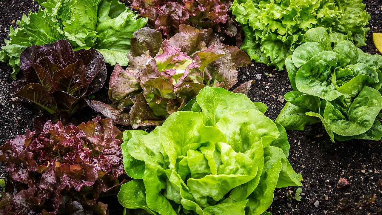 Listeria nell’insalata in busta, nuovi richiami del ministero: i lotti da non consumare