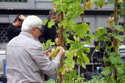 Milano, uva in piazza: i turisti si mangiano l'opera d'arte 3
