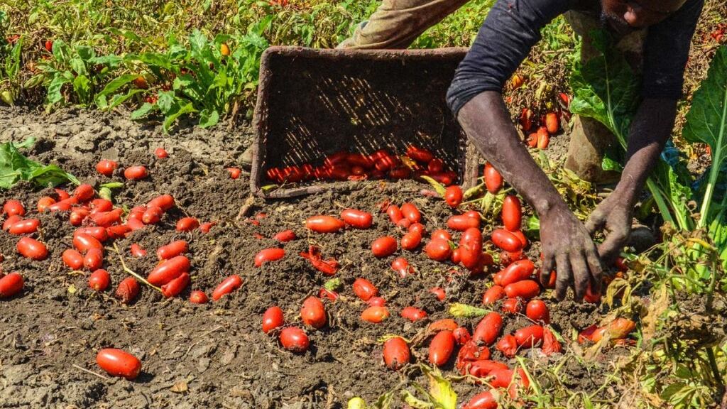 Io, bracciante per un giorno scartato perché italiano