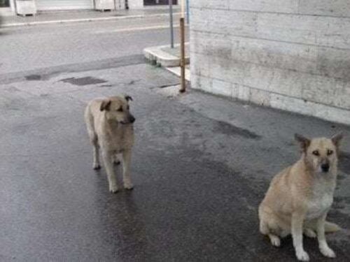 Andria, due cani attendono il padrone davanti all'ospedale dove è ricoverato