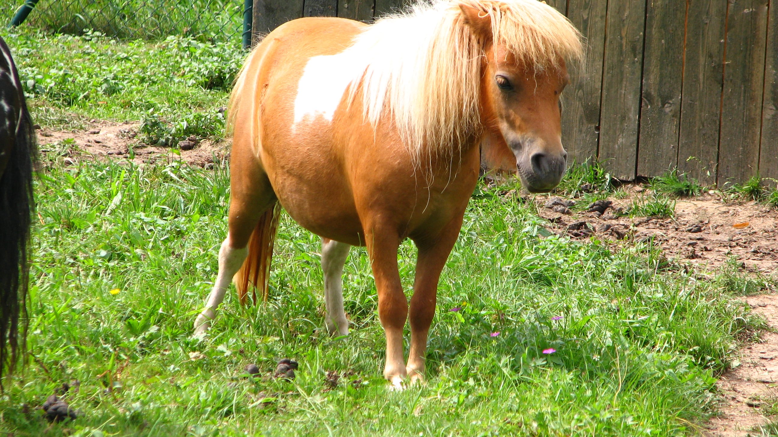 Ferrara, ignoti seviziano brutalmente i pony di un'azienda agricola