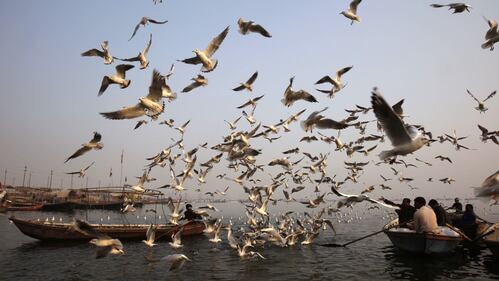 India, la migrazione dei gabbiani 2