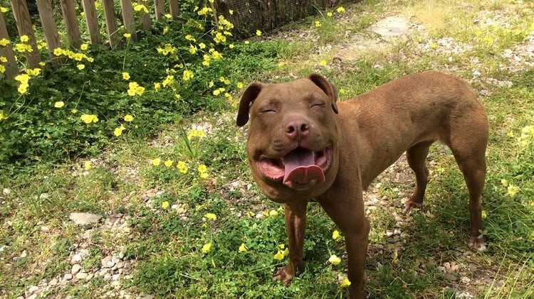 Palla commuove tutti: il cane salvato dal cappio ora è una star dei social