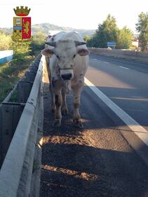 Perugia, toro in strada: statale bloccata 3