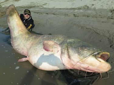 Pesce siluro da record pescato nel Po 1