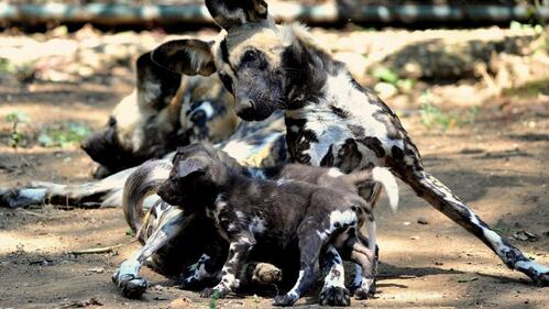 Nati due cuccioli di licaone al Bioparco di Roma 4