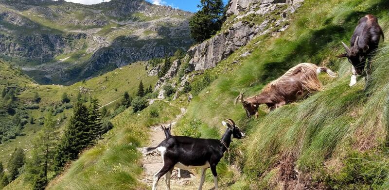 Trentino-Alto Adige montagna