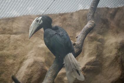 I Palaean hornbill, gli uccelli vulnerabili allevati allo zoo di Wroclaw 11