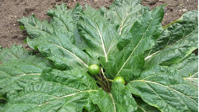 Allarme mandragora in spinaci nel nord Italia: quali sono i lotti ritirati