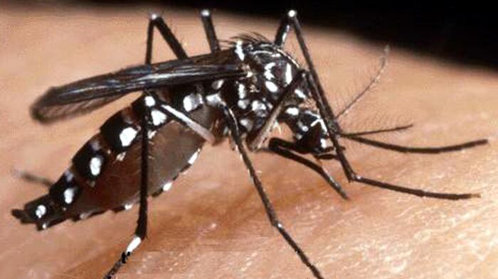 Dopo la "West Nile", nuovi casi di "virus Usutu" fra Toscana e Piemonte