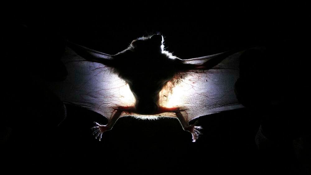 Scoperto un nuovo coronavirus: il "RpYN06" isolato nei pipistrelli