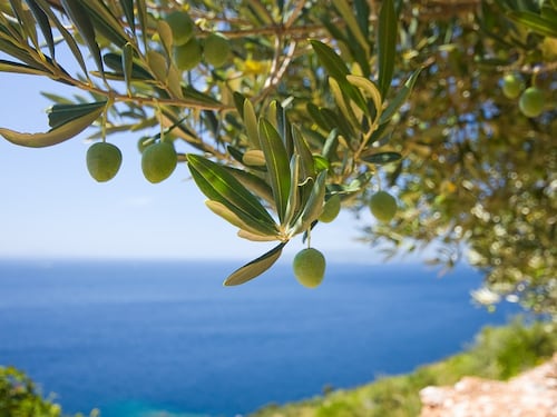 In Sicilia è allarme olio: rischiamo l'invasione di quello tunisino