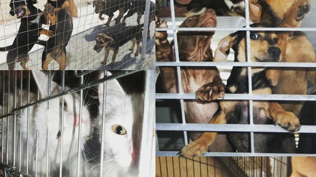 Elisabetta Canalis e il suo impegno per i cagnolini sardi della Lida di Olbia