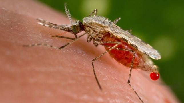 Un'importante scoperta nella lotta alla malaria: un fungo che protegge le zanzare