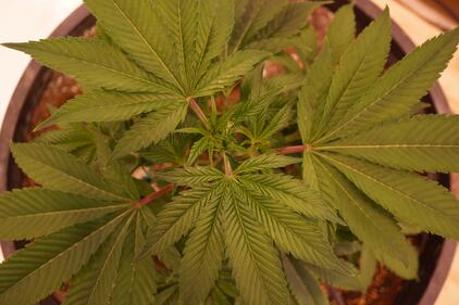 Un negozio di marijuana a Denver 1