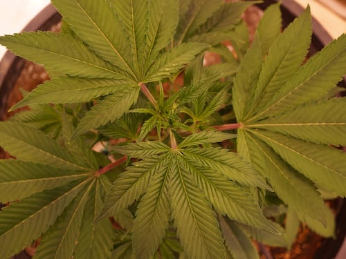 L'arcivescovo di Città del Messico dice si alla marijuana