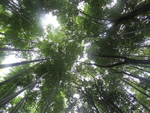 Arashiyama, il fascino invincibile della foresta di bambù