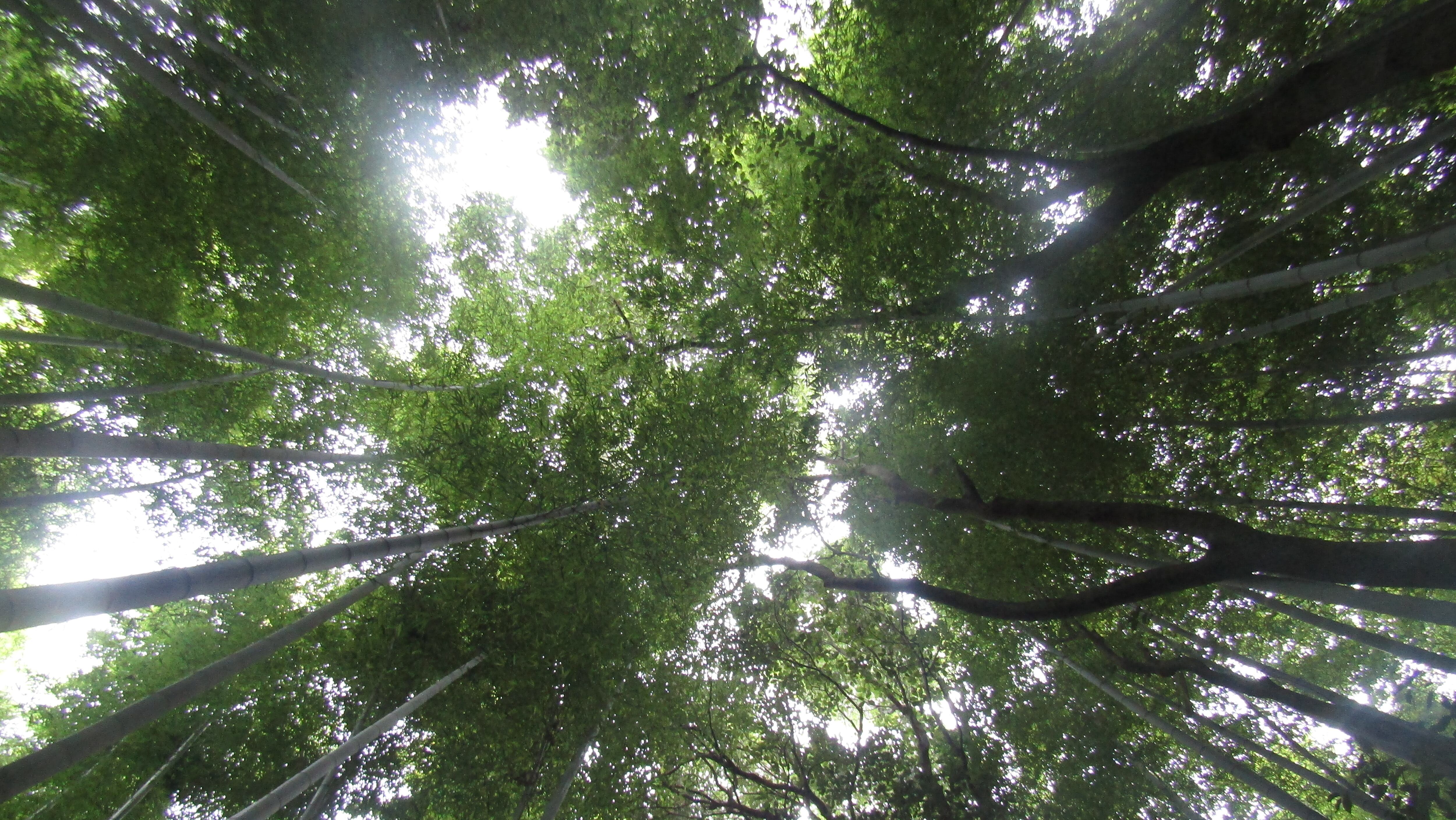 Arashiyama, il fascino invincibile della foresta di bambù