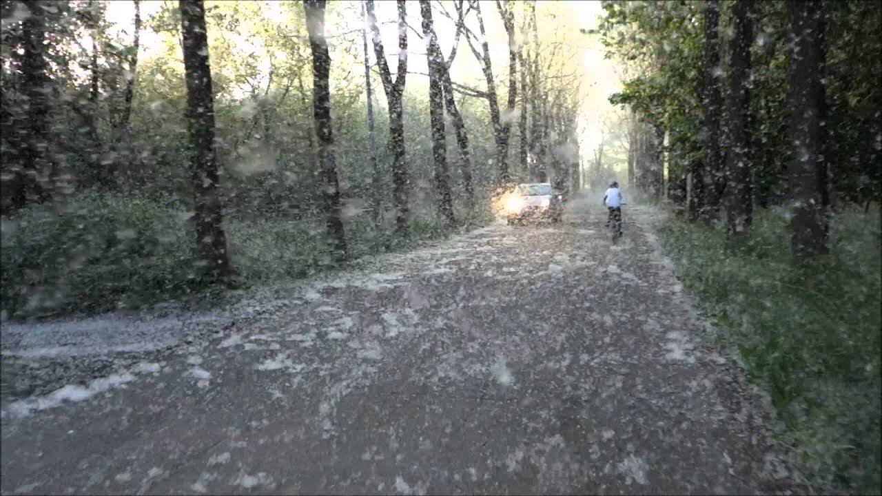 Il polline dei pioppi potrebbe trasportare il Covid: in Kashmir ne abbattono 42mila